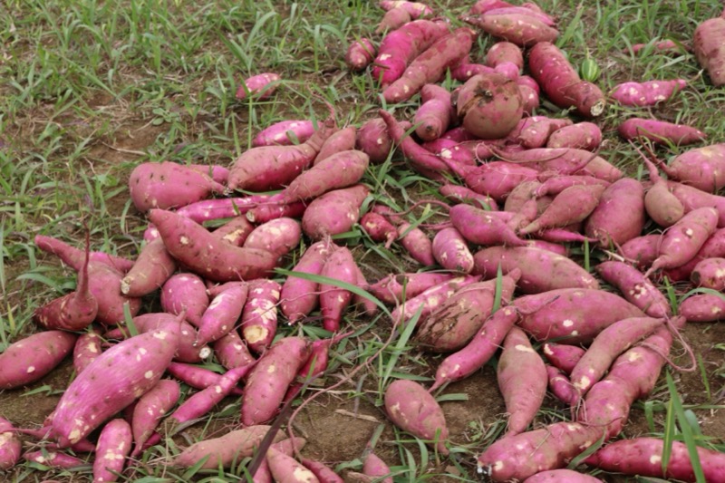 さつまいもの保存方法