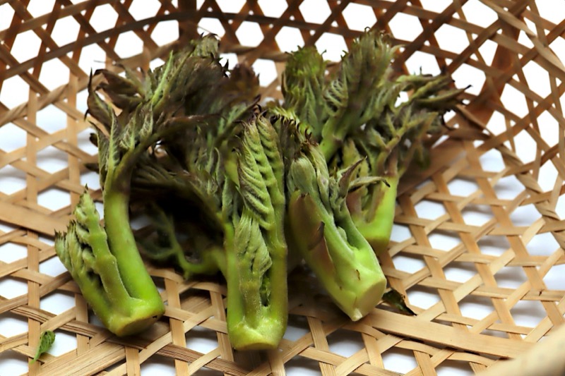 タラの芽の保存方法