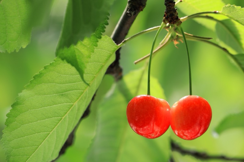 さくらんぼの賞味期限