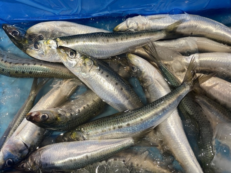 鰯の保存方法
